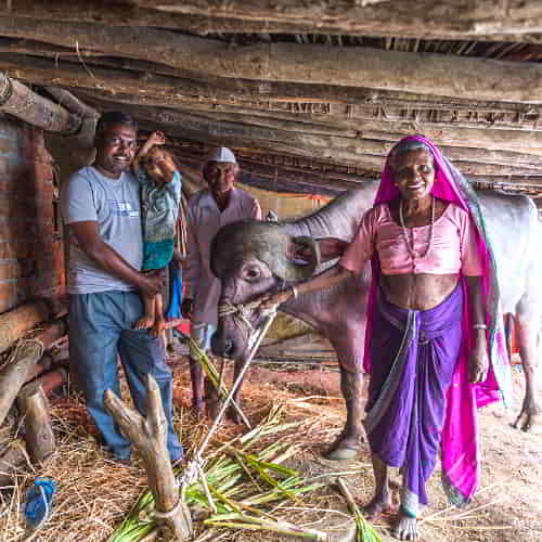 Family in poverty living in the 10/40 window received an income generating gift of a cow through GFA World